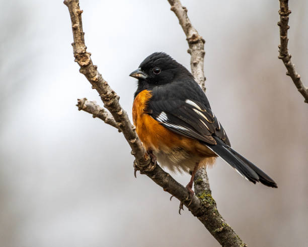 istock Male Eastern Towhee Perched on Branch 1438335774