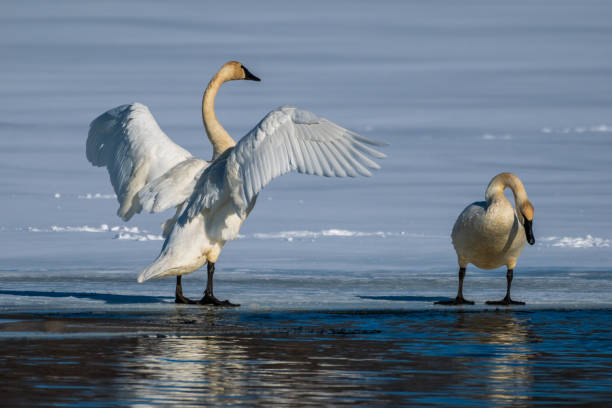 Trumpeter Swans on Snow and Ice stock photo