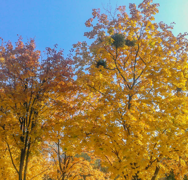 istock Beautiful Colorful Autumn Leaves 1438336248
