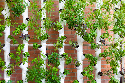 Vertical hydroponic system with aromatic herbs, basil, prezemulus. Organic vegetable garden in plastic tubes Smart garden with modern hydroponic systems for healthy and quality agriculture.