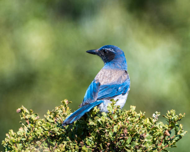 istock California Scrub-jay Perched in Shrub 1438337182