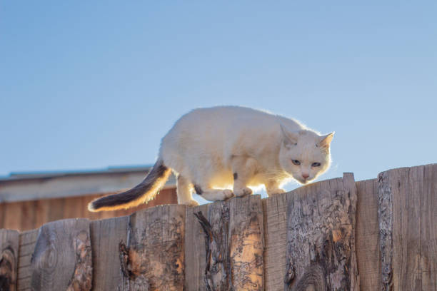 istock White Cat Sitting on Wooden Fence Post against Blue Sky 1438337591