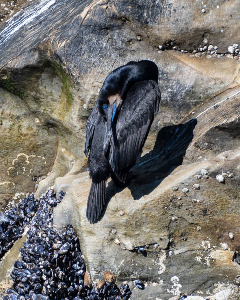 istock Brandt's Cormorant Stands on Rock 1438337802