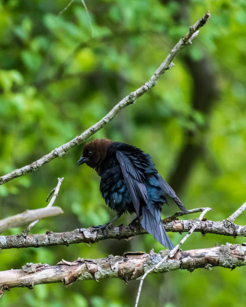 istock Male Brown-headed Catbird Ruffling Feathers 1438338011