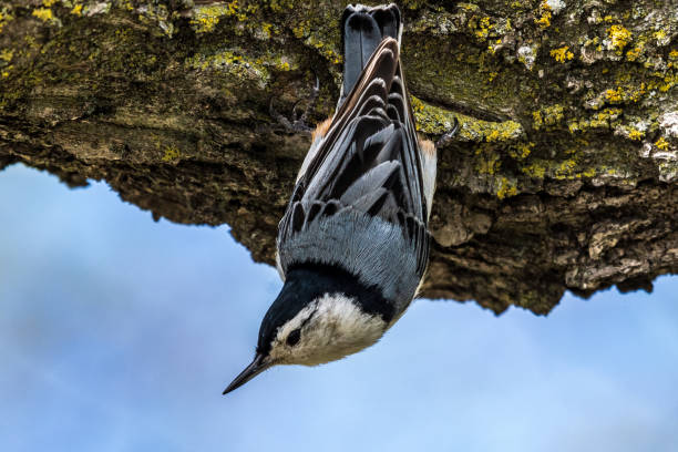 istock White-breasted Nuthatch Searches for Food 1438338084