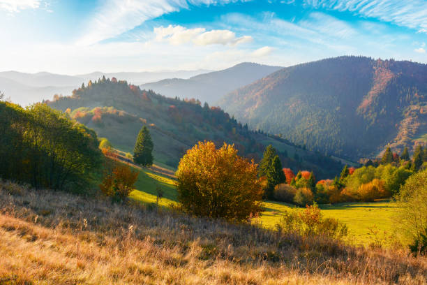istock trees in colorful foliage on the hill 1438339284