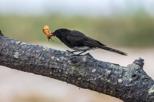 Black Phoebe with Captured Orange Butterfly