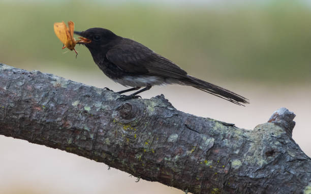 istock Black Phoebe with Captured Orange Butterfly 1438339408