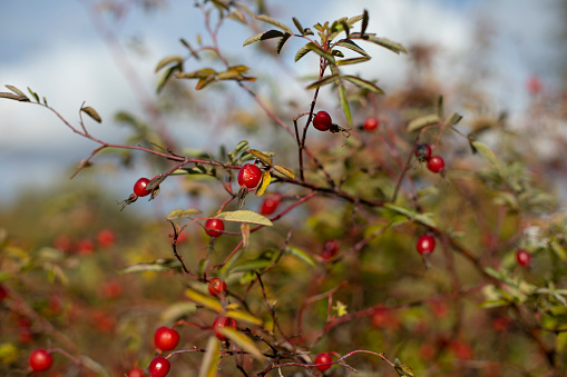 Red berries on bush. Autumn leaves. Colors of nature. Bushes with fruits.