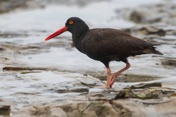 istock Black Oyster-Catcher Hunting for Food 1438339509
