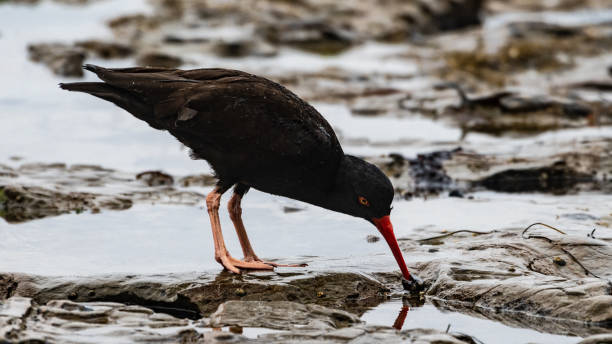 istock Black Oyster-Catcher Hunting for Food 1438339510