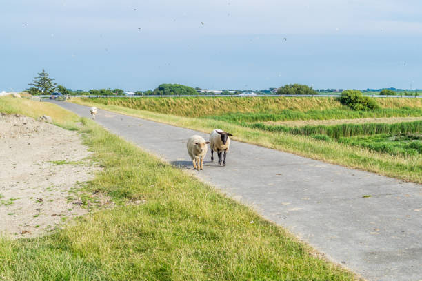 minimalist shot of a sheep on a dike looking into the camera
