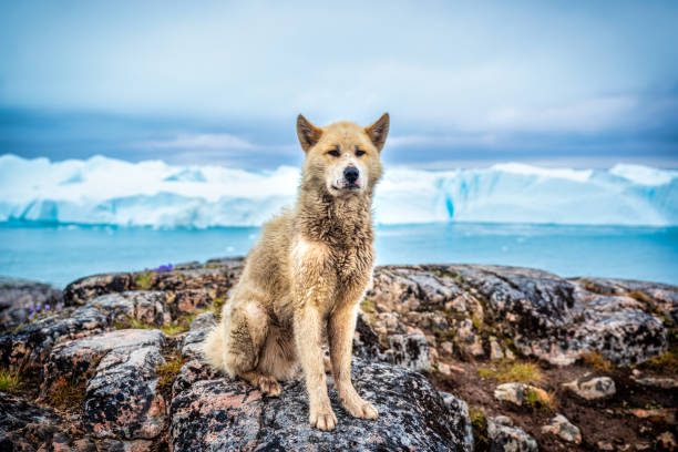 free Greenland Dog with Icebergs in the Arctic Greenlander Sled Dog Husky Puppy seated over the rocks with the Icefjord Icebergs in the background at Ilulissat. Greenland ilulissat icefjord stock pictures, royalty-free photos & images