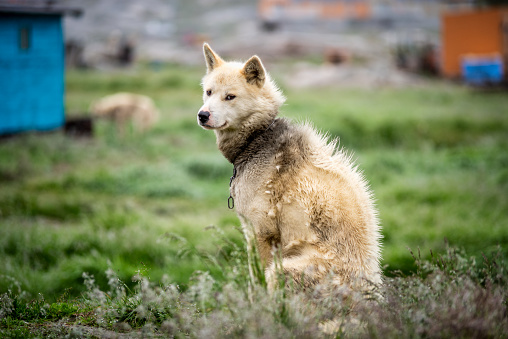White Greenlander Sled Dog Puppy - Grønlandshund - a large breed of husky-type dog kept as a sled dog, relaxing outdoors in the natural greenland environment, Ilulissat, Greenland, Denmark, North Polar Region.