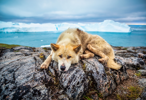 Greenlander Sled Dog Husky Puppy Relaxing over the rocks with the Icefjord Icebergs in the background at Ilulissat. Greenland