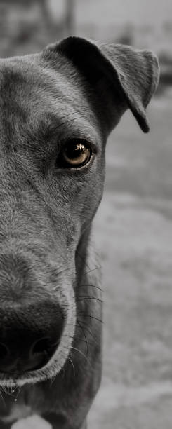 istock Love for dogs 1438344658