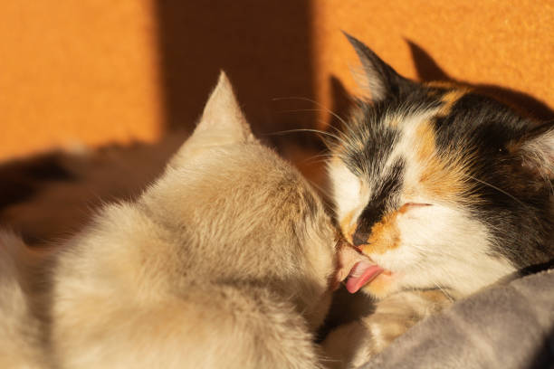 istock Cat licking washing other cat. Cute pets indoors 1438344868