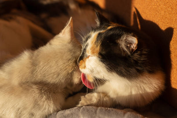 istock Cat licking washing other cat. Cute pets indoors 1438344896