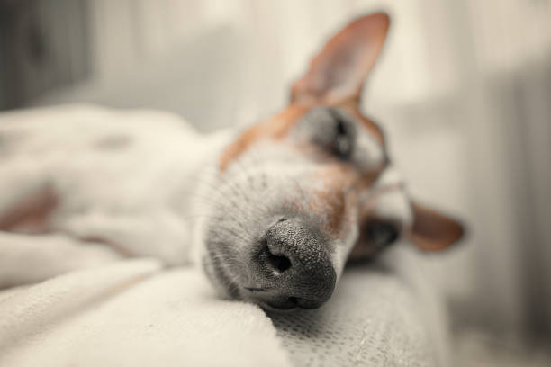 Dog jack russell terrier resting on white blanket on home sofa. Close up view of cute little dog snout.