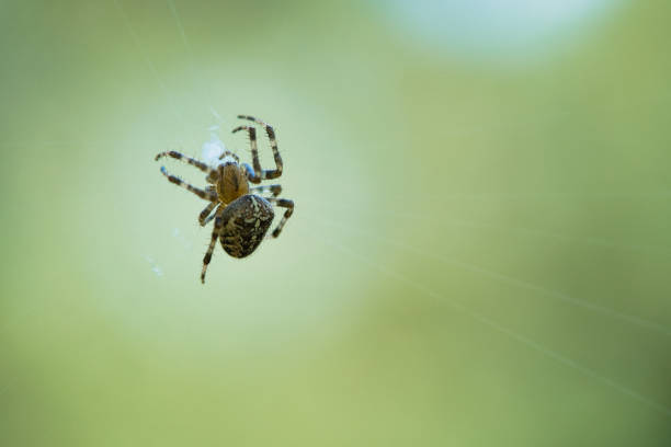 istock Cross spider crawling on a spider thread. Halloween fright. A useful hunter among 1438346088