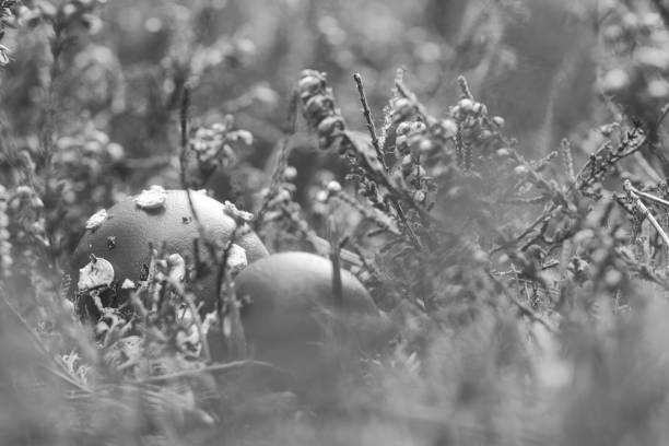 Toadstool in black white in a heather field in the forest. Poisonous mushroom. Red cap with white spots. Close up from nature in forest