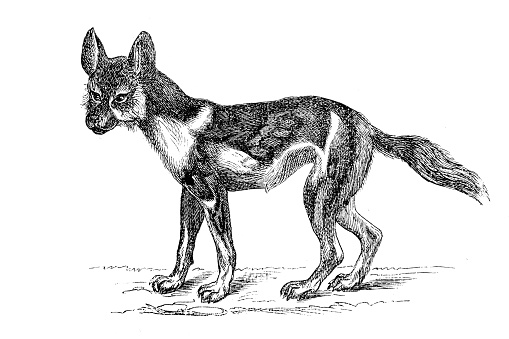 Hunting Dog or Hyaena-Dog