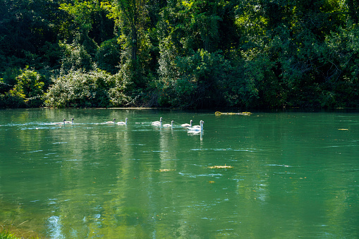 Family of swans in the Sile river near Treviso, Veneto, Italy, along the cycleway