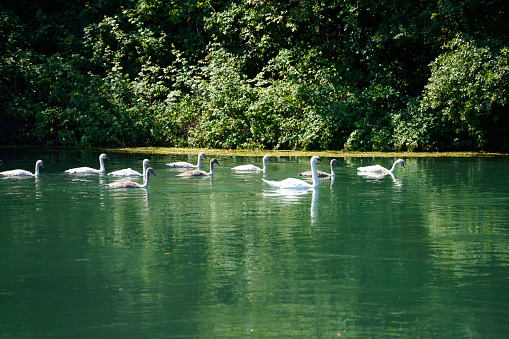 Family of swans in the Sile river near Treviso, Veneto, Italy, along the cycleway