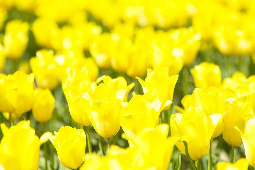 Tulips in yellow growing in agricultural fields in the Noordoostpolder in Flevoland, The Netherlands, during springtime. The Noordoostpolder is a polder in the former Zuiderzee designed initially to create more land for farming.