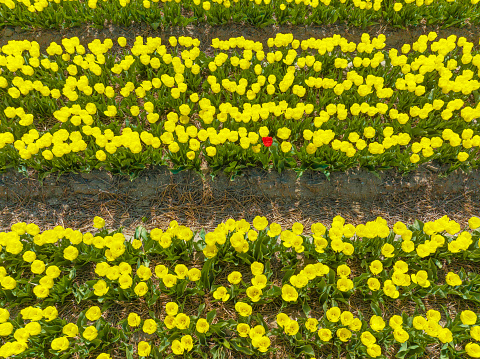 Yellow tulips growing in agricultural fields in the Noordoostpolder in Flevoland, The Netherlands, during springtime seen from above with one red tulip in the middle of the yellow tulips.