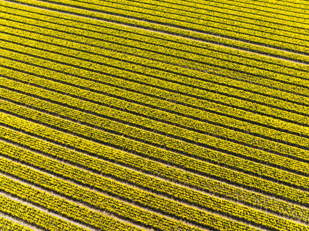istock Yellow tulips growing in agricutlural fields during springtime seen from above 1438348294