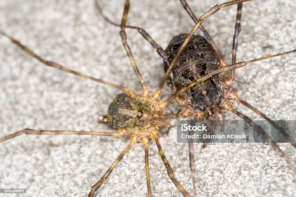 Spider Hugging Two Spiders On The Wall Hugging Stock Photo - Download Image Now ...