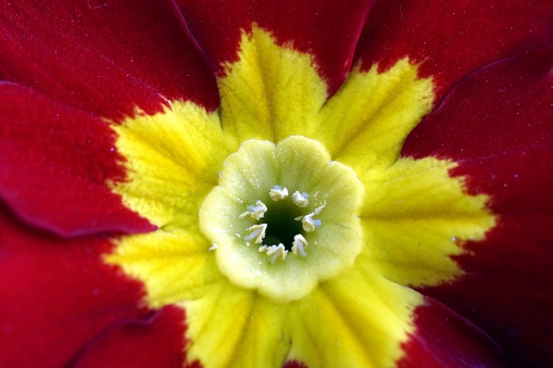 A closeup shot of a primula with stamens