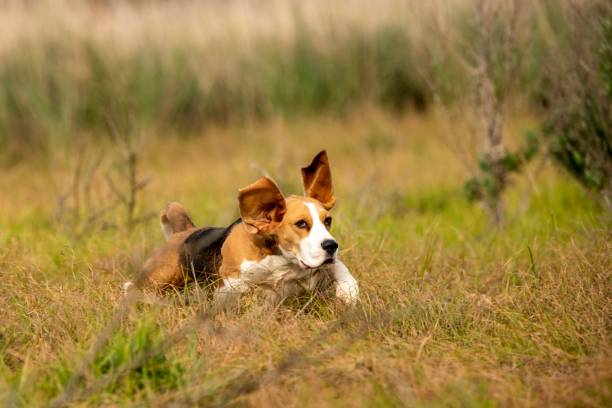 istock Cute beagle dog running outdoors on a sunny day 1438349452
