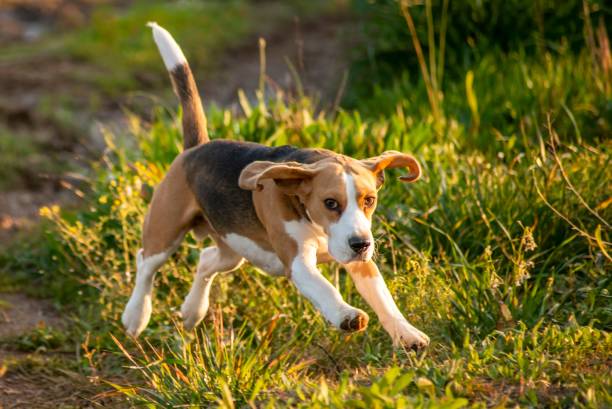 istock Cute beagle dog running outdoors on a sunny day 1438349482