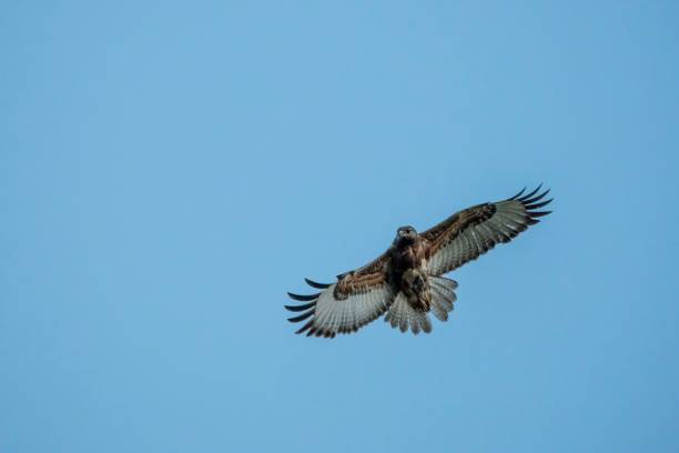 istock Beautiful jackal buzzard bird flying high against a blue sky 1438349532
