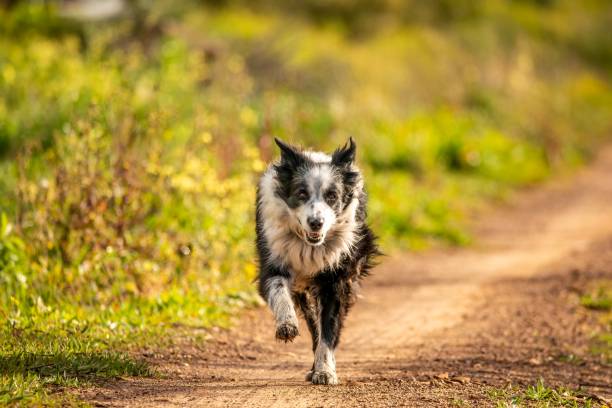 istock Cute border collie dog running outdoors on a sunny day 1438349612