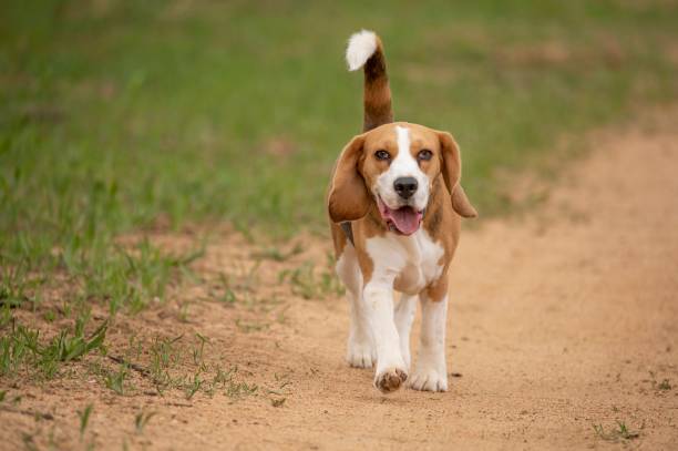 istock Cute Beagle breed dog walking in the park, close-up 1438349742