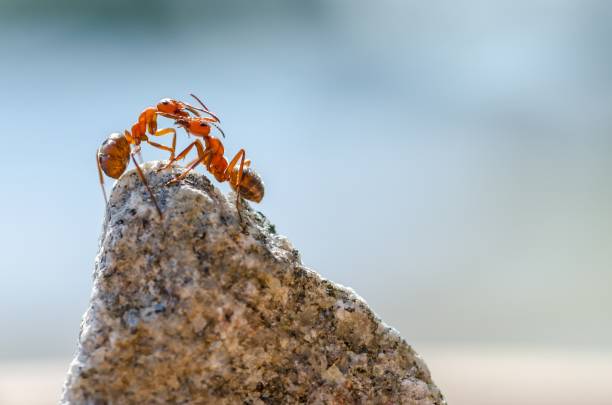 A closeup shot of ants on a stone with blurred background