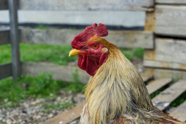 istock Closeup shot of a rooster on a blurred background 1438350362