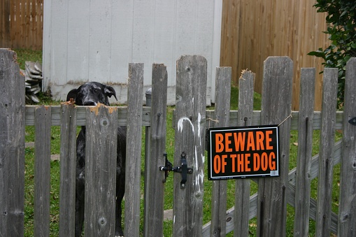 Black dog watching through the wooden fence with signage of  