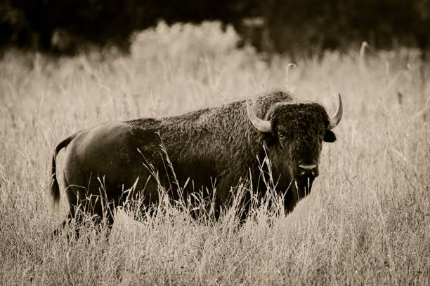 istock lone bison on the prairie 1438350550