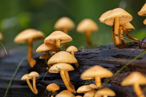 istock Group of scaly rustgill mushrooms (Gymnopilus penetrans) on deadwood 1438350681