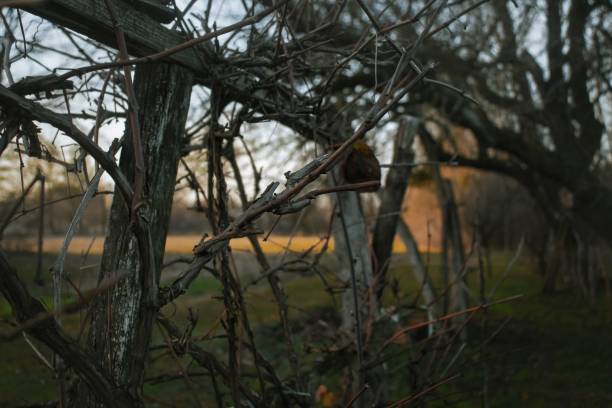 istock Dry winter branches in the village dusk 1438350684