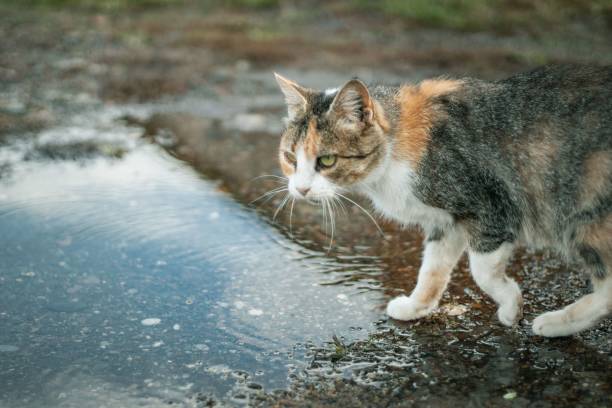istock Cat in the muddy yard outside 1438350709