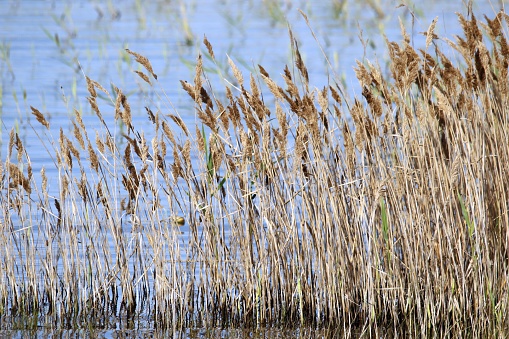A lot of common reed by the lake during daytime