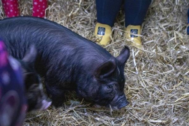 istock Pig in its indoor pen in a farm lined with hay 1438350904