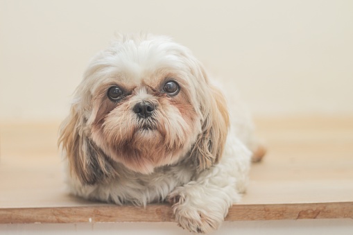 A light brown dog of Mal-Shih breed in front of a white wall