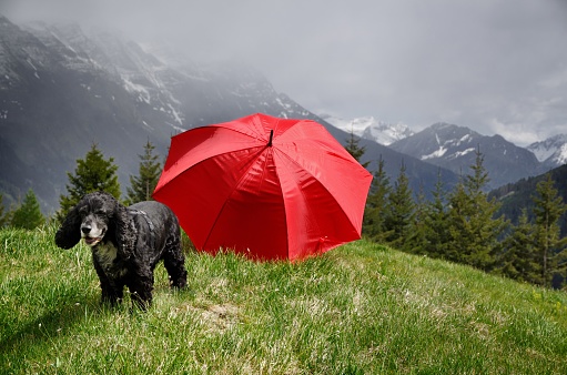 A domestic dog with a red umbrella on the hill surrounded by Swiss Alps under a cloudy sky
