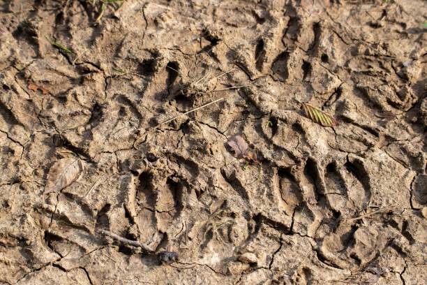 istock Many goat tracks on the ground 1438351000